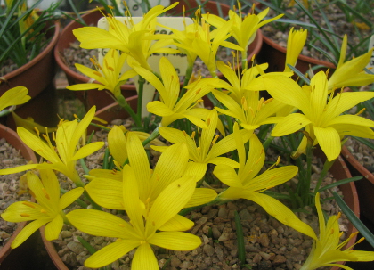 Sternbergia greuteriana